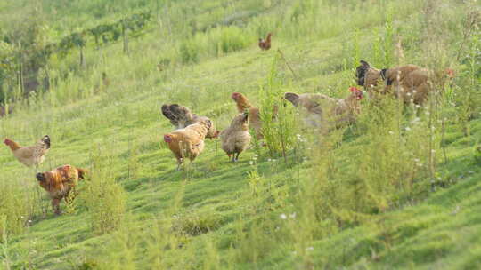 农村家禽散养老母鸡土鸡柴鸡