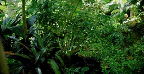 植物，叶子，树叶，温室