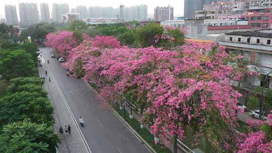 中国广东省广州市荔湾区坦尾美丽异木棉