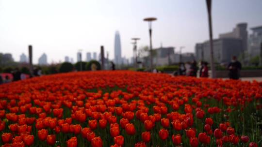 济南郁金香花海盛开，泉城广场郁金香花海