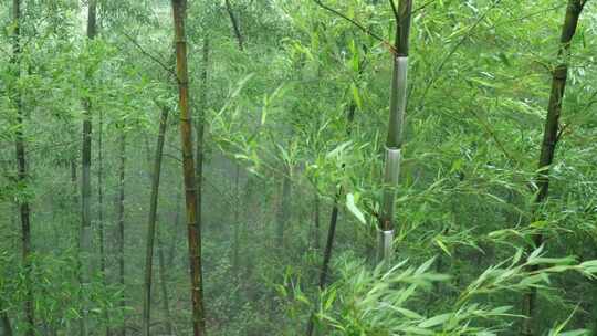 下雨天茂密的竹林枝叶繁茂生机勃勃的景象