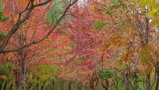 枫叶枫树枫林秋风落叶