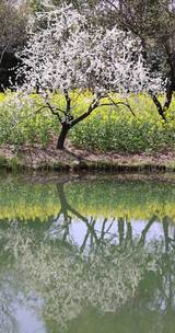 春风吹动湖边盛开的李花李子花竖版慢镜