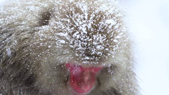 猕猴在下着雪的公园