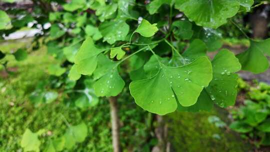 下雨树木树叶雨滴