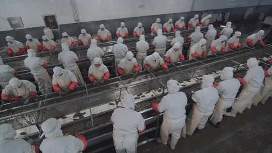 海参加工生产线工人在流水线上处理海鲜