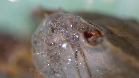 螃蟹吐泡泡