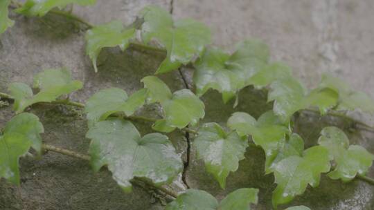 雨后爬山虎LOG视频素材