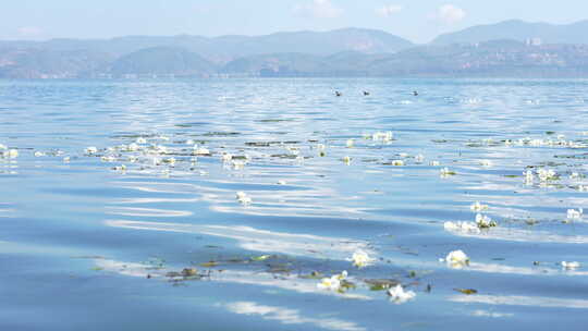 大理洱海丽江海菜花昆明滇池抚仙湖美景