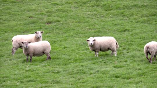 牧场上吃草的绵羊群