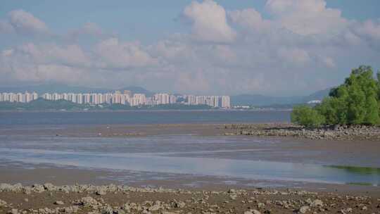 深圳湾滨海栈道，红树林生态海洋环境