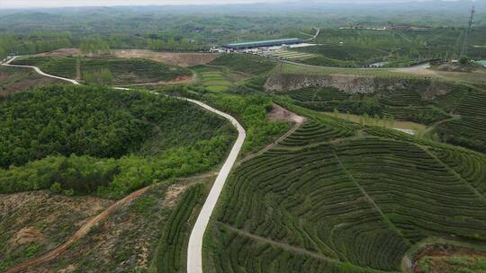 航拍茶园风景