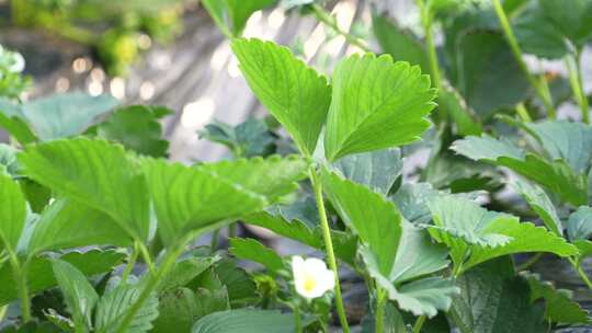 草莓园 农田 农业作物 水果 绿色植物 温室