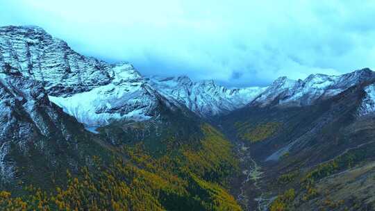 雪山下多彩树林的壮丽景观