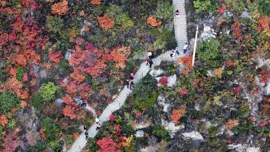 秋日红叶森林航拍满山红叶