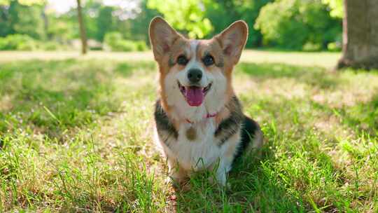 柯基犬，狗，宠物，犬