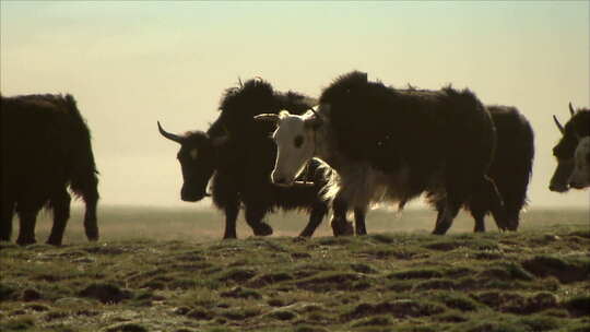 西藏高原牧场牦牛1