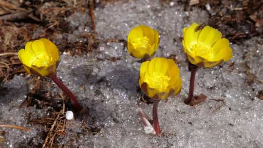 冰凌花开延时，冰雪融化延时视频素材模板下载