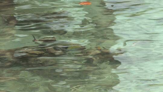 鹦鹉鱼在清水中游泳