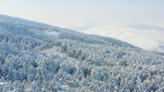 航拍峨眉山顶雪中的森林