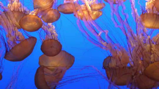 水族馆里的水母