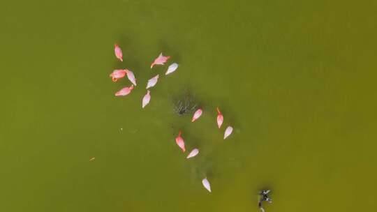 火烈鸟，鸟，群，湖