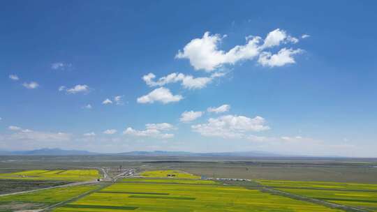 哈尔盖镇附近油菜花海、美景