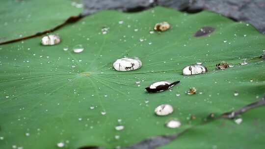 水珠洒落在池塘里的荷叶上