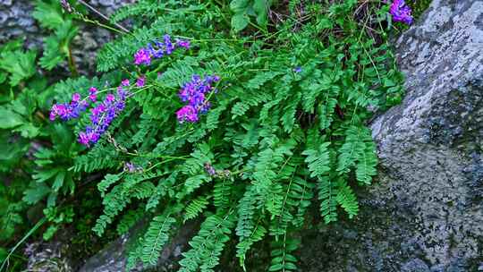 夏季高山草甸牧场绿色植物草地野花