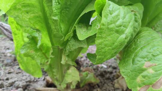 疫情城市农村街道菜园春天绿色植物