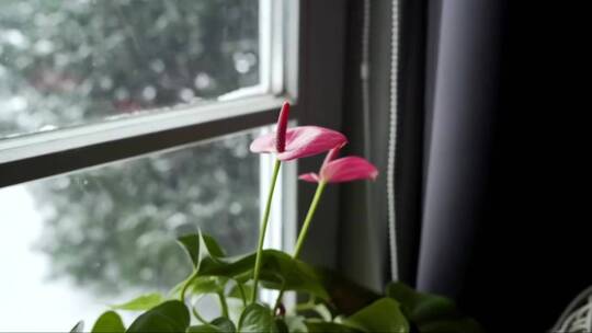 窗台上美丽的粉红色花卉和外面的雪