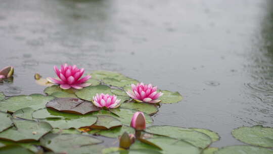 雨中水莲 莲花 睡莲 水莲