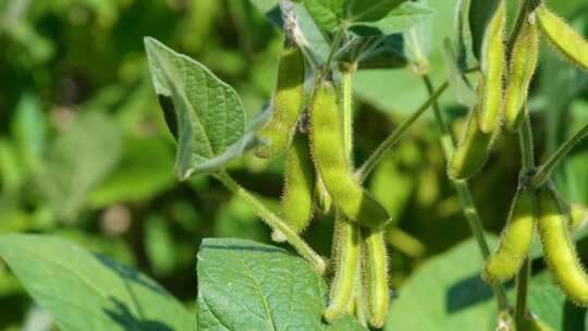 未成熟大豆毛豆示范田特写实拍视频素材模板下载