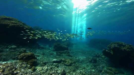 4k阳光透过海面大海里的鱼群海洋生物