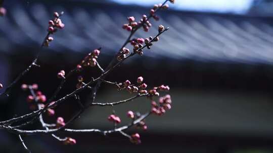 唯美春天立春园林梅花古建筑诗音梅花