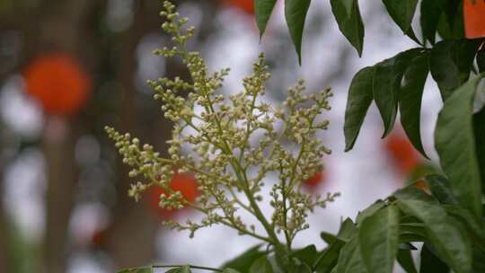 黄皮果树花朵花瓣开花特写