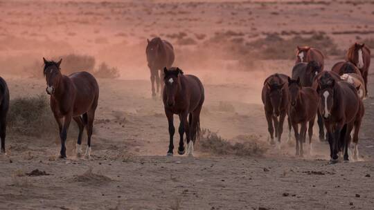 在沙漠行走的马群