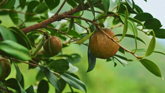 茶油果 油茶果 油茶种植