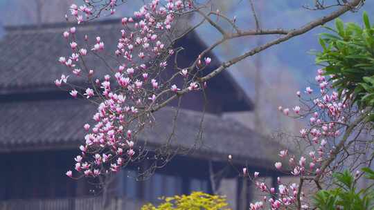 杭州植物园春天天目玉兰