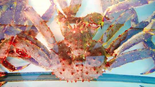 海鲜  餐饮 美食 食物 帝王蟹视频素材模板下载