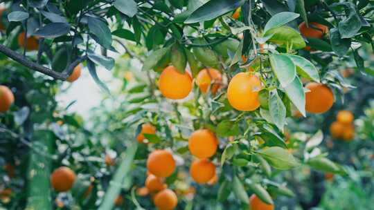 乡村振兴新鲜橙子采摘大丰收