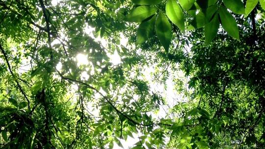 夏日森林树叶阳光清新唯美视频素材模板下载