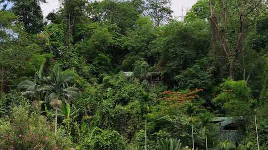 西双版纳热带雨林公园孔雀