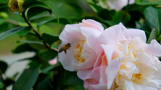 花园蜜蜂飞舞采蜜 山茶花