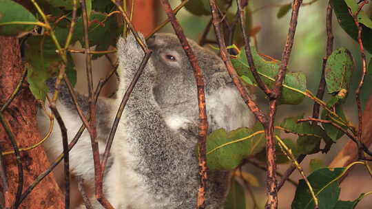 考拉栖息在树上吃桉树叶——孤立的特写镜头