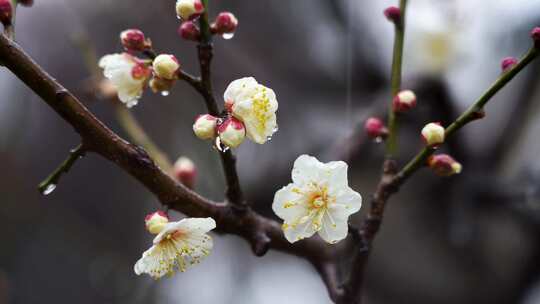 春天雨中的梅花花朵特写视频素材模板下载