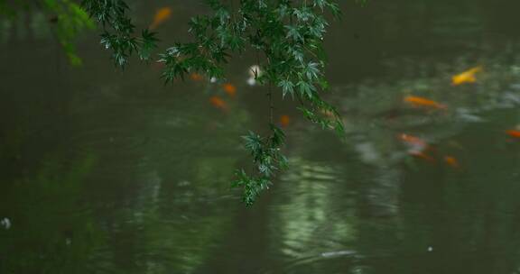 江南中式园林庭院绿植鱼池唯美空镜
