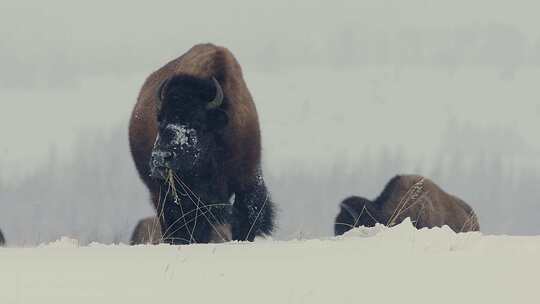 野牛，暴雪娱乐，牛群，雪