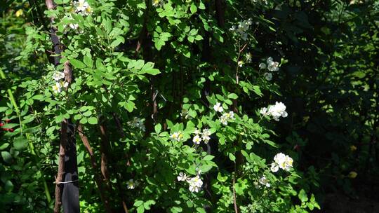 月季花玫瑰花花园公园植物园