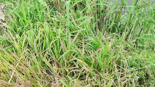 农村花草树木房屋绿色植物菜园